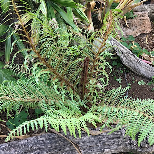 Cyathea tomentosissima